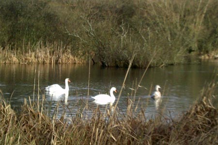 Amersham - Swans on Shardeloes Lake.